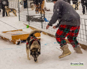 Northern Pines Sled Dog Race, W3PO Sanctioned Weight Pulling, Iron River WI., 2025