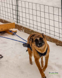 Northern Pines Sled Dog Race, W3PO Sanctioned Weight Pulling, Iron River WI., 2025