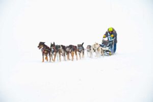 Northern Pines Sled Dog Race, Iron River WI., 2025