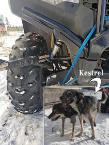 Melissa Mendelson ATV and Kestrel