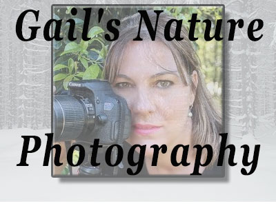 Gail's Nature Photography